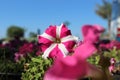 pinky white color petunia flower Royalty Free Stock Photo