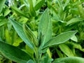 Common garden sage in garden. Fresh herbs.