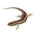 Common Garden Skink is a small carnivorous lizard Royalty Free Stock Photo