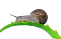 Common garden snail