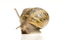 Common Garden Snail