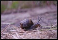 Common Garden Snail (Cantareus aspersa) Royalty Free Stock Photo