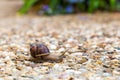 Common Garden Snail Royalty Free Stock Photo