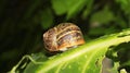 Common Garden Snail