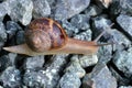 Common Garden Snail on Gravel, Cornu aspersum