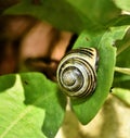 Common garden snail on a leaf