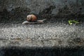 Common garden snail mooving on pavement Royalty Free Stock Photo