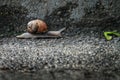 Common garden snail mooving on pavement Royalty Free Stock Photo