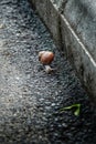 Common garden snail mooving on pavement Royalty Free Stock Photo