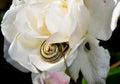 Common garden snail on a rose flower