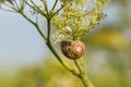 Common garden snail shell attached to a wild carrot plant. Royalty Free Stock Photo