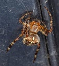 Common Garden Spider - Araneus diadematus