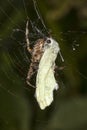Common Garden Spider with a Cabbage White Butterfly Royalty Free Stock Photo