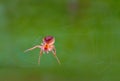 Common garden UK spider caught in the morning sunlight weaving Royalty Free Stock Photo