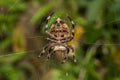 Common Garden Spider eating on cobweb