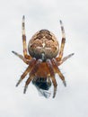 Common Garden Spider eating a fly Royalty Free Stock Photo