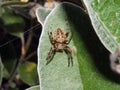 Common Garden Spider with egg sac Royalty Free Stock Photo