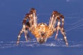 Common Garden Spider - fly\'s eye view