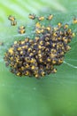 Common garden spider spiderlings araneus diadematus