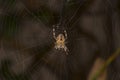 Common Garden Spider -underside on web Royalty Free Stock Photo