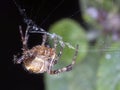 Common Garden Spider - weaving a web