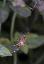Common Garden Spider - weaving a web Royalty Free Stock Photo
