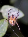 Common Garden Spider - weaving a web web gland visible Royalty Free Stock Photo
