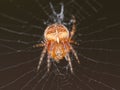 Common Garden Spider on a web