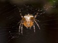 Common Garden Spider Royalty Free Stock Photo