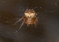 Common Garden Spider