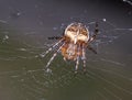 Common Garden Spider