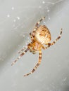 Macro of a Common Garden Spider on a web