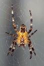 Common Garden Spider - underneath shot Royalty Free Stock Photo