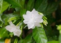 Common gardenia Royalty Free Stock Photo