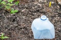 Plastic milk jug cut in half to cover garden plants to protect from pests