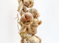 Common garlic in row on white background