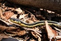 Garter Snake Basks in the Sun and Dried Leaves