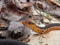 Common garter snake on bed of dead leaves - Close up Royalty Free Stock Photo