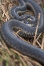 Common Garter Snake coiled in grass Royalty Free Stock Photo