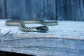 Common garter snake looking for food Royalty Free Stock Photo