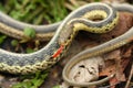 Common Garter Snake Thamnophis sirtalis Royalty Free Stock Photo