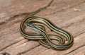 Common Garter Snake Royalty Free Stock Photo
