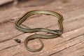 Common Garter Snake (Thamnophis sirtalis) Royalty Free Stock Photo