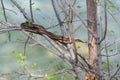 Common Garter snake waits patiently still in a bush near water's edge on Niagara river.