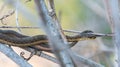 Common Garter snake waits patiently still in a bush near water's edge on Niagara river.