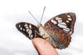 Common Gaudy Baron butterfly Euthalia lubentina on human fin Royalty Free Stock Photo