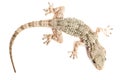 Common gecko