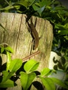 Common Gecko with new tail