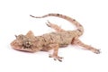 Common gecko