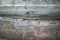 Common Gecko Tarentola mauritanica on wall of house in foundation.